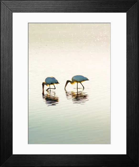 Framed Print : Wood Storks, Feeding, Tampa Bay, Saint Petersburg, Florida Framed Print : Wood Storks, Feeding, Tampa Bay, Saint Petersburg, Florida