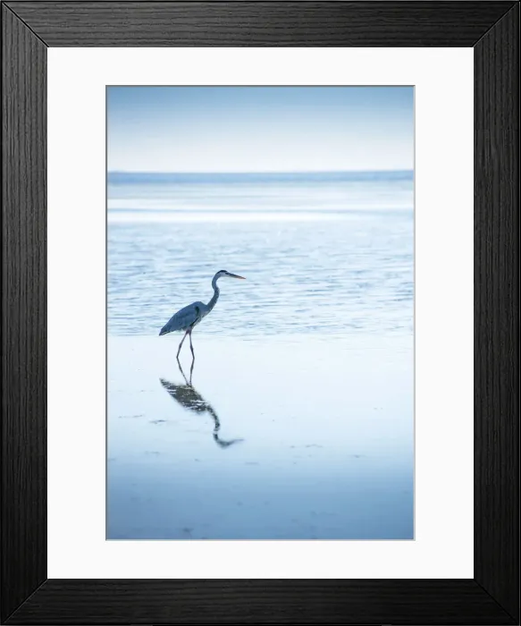 Framed Print : Great Blue Heron, Hunting For Fish, Tampa Bay, Saint Petersburg, Florida Framed Print : Great Blue Heron, Hunting For Fish, Tampa Bay, Saint Petersburg, Florida