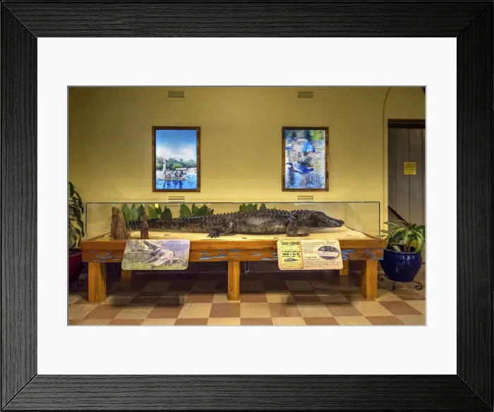 Framed Print : Wakulla Springs Lodge, Lobby, Stuffed Alligator, Old Joe, Wakulla Springs State Park Framed Print : Wakulla Springs Lodge, Lobby, Stuffed Alligator, Old Joe, Wakulla Springs State Park