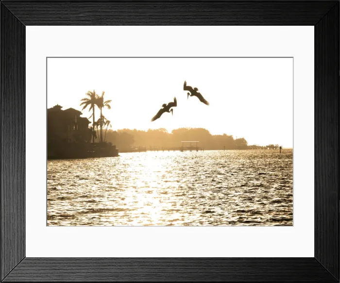 Framed Print : Brown Pelicans, Diving For Food, Tampa Bay, Saint Peterburg, Florida Framed Print : Brown Pelicans, Diving For Food, Tampa Bay, Saint Peterburg, Florida