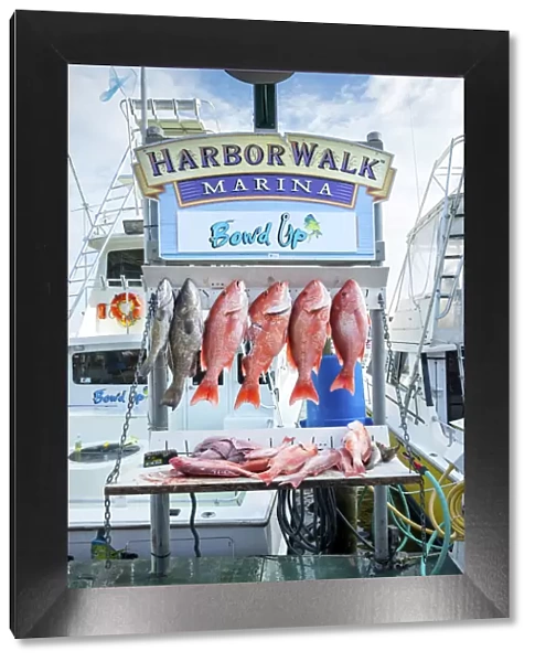 USA, Florida, Destin, Destin Harbor Boardwalk, Red Snapper Fish, Fishing Tours, Panhandle