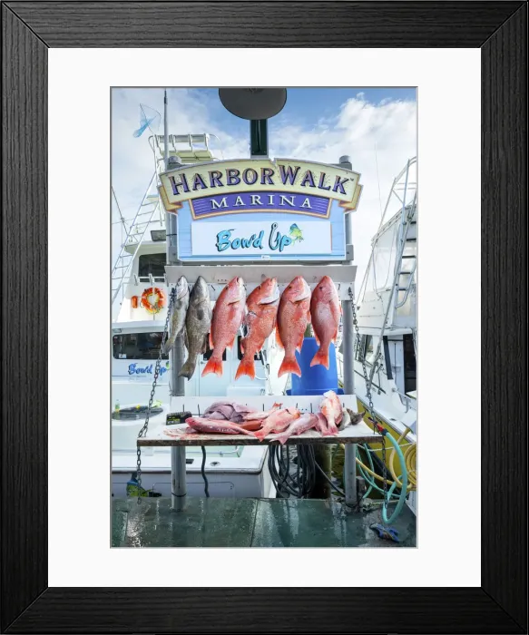 Framed Print : USA, Florida, Destin, Destin Harbor Boardwalk, Red Snapper Fish, Fishing Tours, Panhandle Framed Print : USA, Florida, Destin, Destin Harbor Boardwalk, Red Snapper Fish, Fishing Tours, Panhandle
