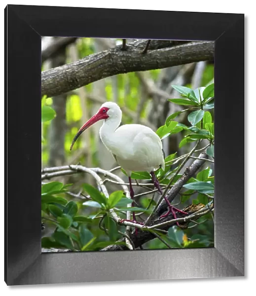 American White Ibis, Wild Bird, Coffee Pot Park, Bayou, Saint Petersburg, Florida