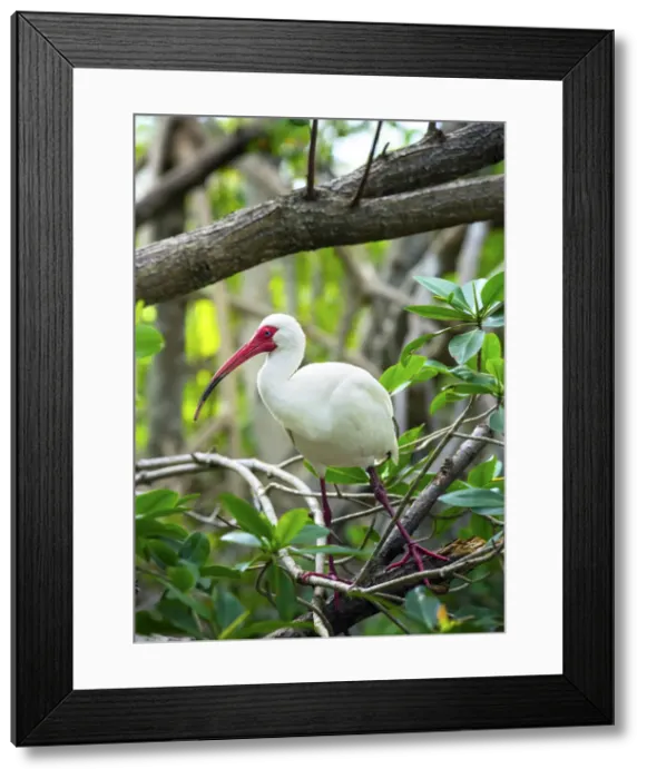 Framed Print : American White Ibis, Wild Bird, Coffee Pot Park, Bayou, Saint Petersburg, Florida Framed Print : American White Ibis, Wild Bird, Coffee Pot Park, Bayou, Saint Petersburg, Florida