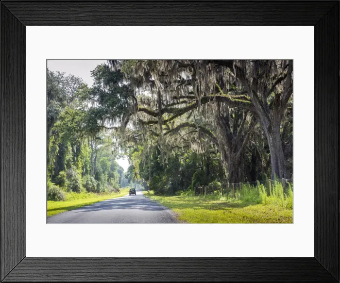 Framed Print : USA, Florida, Micanopy, Alachua County, Country Road, Oak Trees, Spanish Moss Framed Print : USA, Florida, Micanopy, Alachua County, Country Road, Oak Trees, Spanish Moss