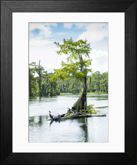 Framed Print : USA, Florida, Wakulla Springs State Park, Wakulla County, Wakulla River, Carries Framed Print : USA, Florida, Wakulla Springs State Park, Wakulla County, Wakulla River, Carries