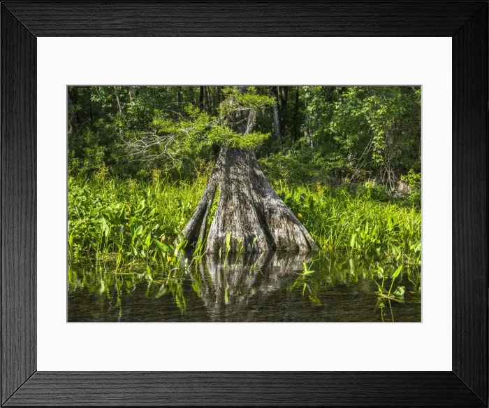 Framed Print : USA, Florida, Wakulla Springs State Park, Wakulla County, Wakulla River, Carries Framed Print : USA, Florida, Wakulla Springs State Park, Wakulla County, Wakulla River, Carries