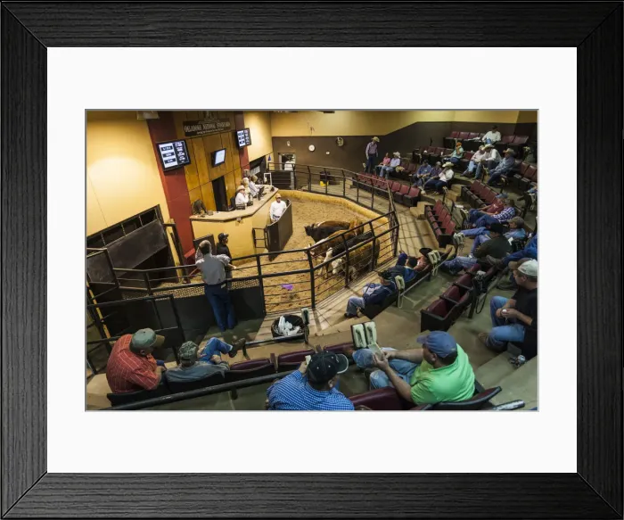 Framed Print : USA, Oklahoma, Oklahoma City, Oklahoma National Stockyards, cattle auction