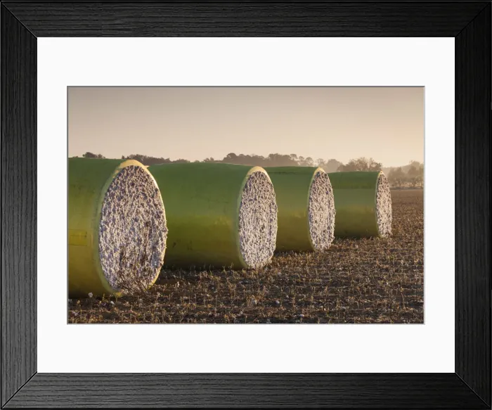 Framed Print : USA, Georgia, Americus, cotton bales Framed Print : USA, Georgia, Americus, cotton bales