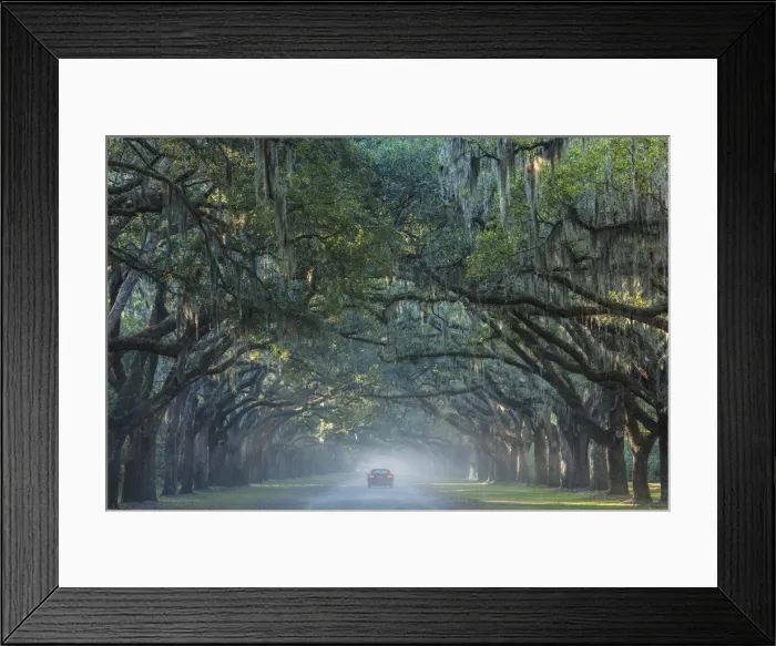 Framed Print : USA, Georgia, Savannah, Wormsloe State Historic Site, Live Oak Avenue, 400 Live Oak