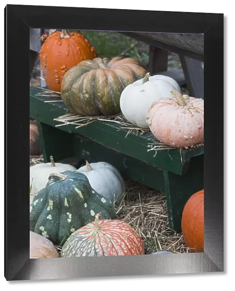 USA, Maryland, Eastern Shore of Chesapeake Bay, St. Michaels pumpkins