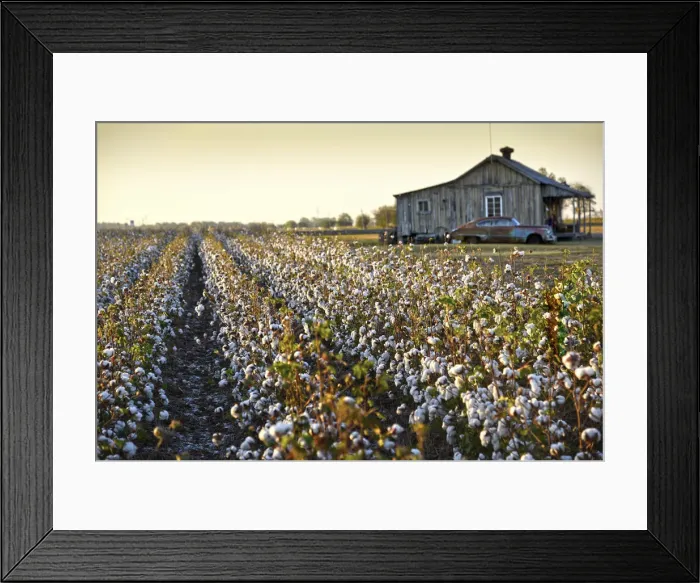 Framed Print : Clarksdale, Mississippi, Cotton Field, Delta Framed Print : Clarksdale, Mississippi, Cotton Field, Delta