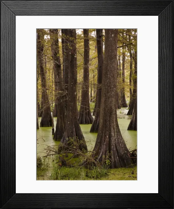 Framed Print : USA, Louisiana, Cajun Country, Lafayette, Lake Martin, swamp Framed Print : USA, Louisiana, Cajun Country, Lafayette, Lake Martin, swamp