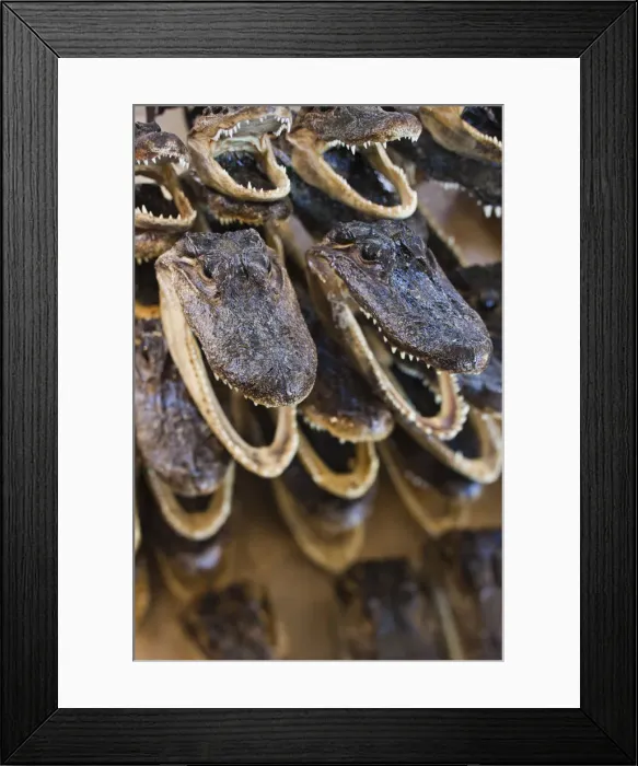 Framed Print : USA, Louisiana, New Orleans, French Quarter, French Market, Aligator heads Framed Print : USA, Louisiana, New Orleans, French Quarter, French Market, Aligator heads