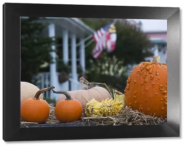 USA, Maryland, Eastern Shore of Chesapeake Bay, St. Michaels pumpkins