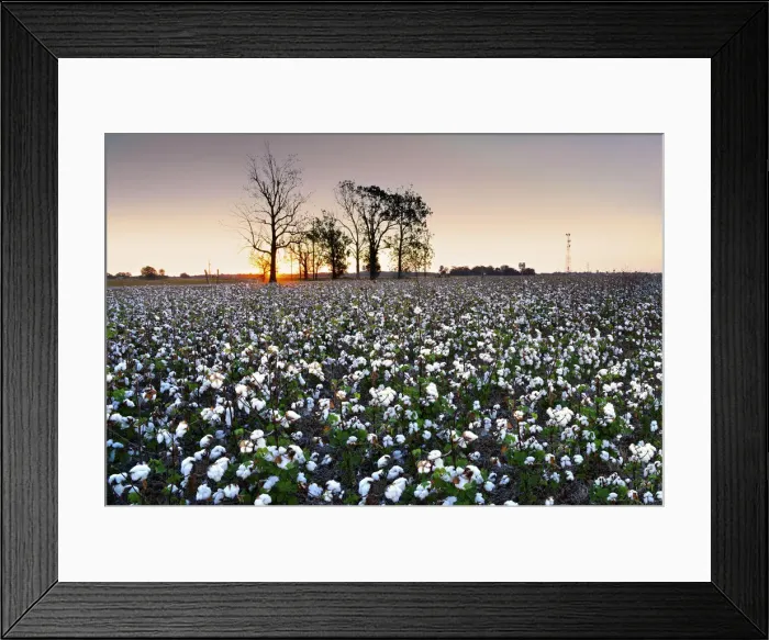 Framed Print : Clarksdale, Mississippi, Cotton Field, Delta, Sunrise Framed Print : Clarksdale, Mississippi, Cotton Field, Delta, Sunrise