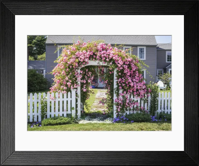 Framed Print : USA, New England, Maine, Cape Porpoise, flower covered gate, summer Framed Print : USA, New England, Maine, Cape Porpoise, flower covered gate, summer