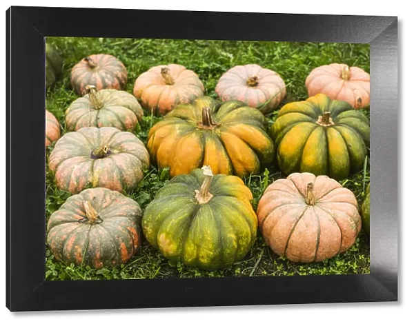 USA, Maine, Wells, autumn pumpkins