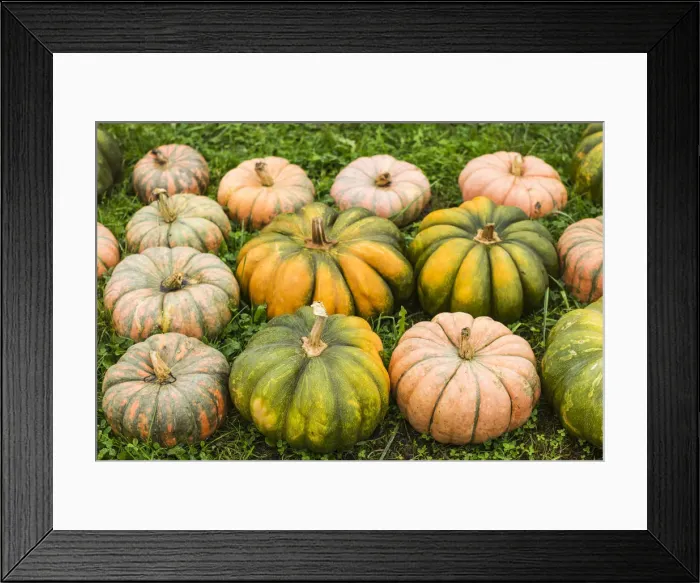 Framed Print : USA, Maine, Wells, autumn pumpkins