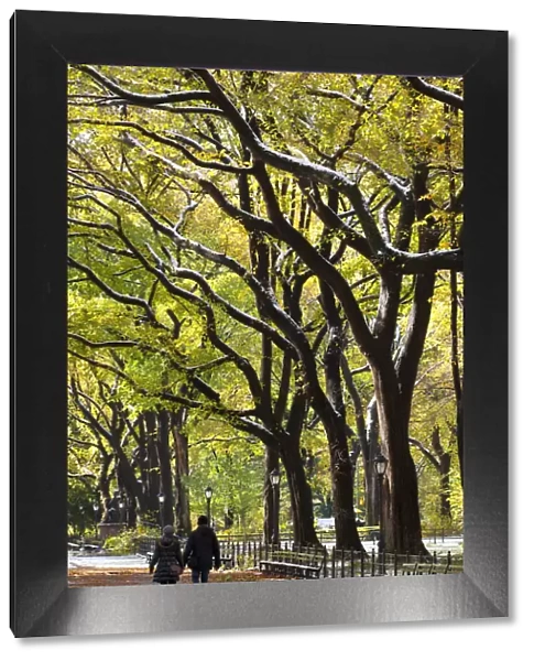 The Mall and Literary Walk with American Elm Trees forming the avenue canopy, New York