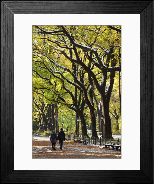 Framed Print : The Mall and Literary Walk with American Elm Trees forming the avenue canopy, New York
