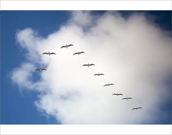 Venezuela, Nueva Esparta, Isla De Margarita - Margarita Island, Pelicans flying over