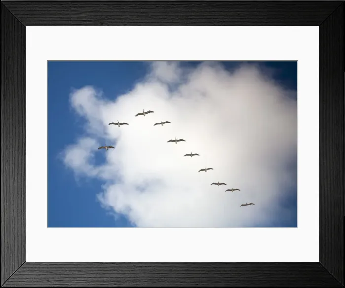 Framed Print : Venezuela, Nueva Esparta, Isla De Margarita - Margarita Island, Pelicans flying over Framed Print : Venezuela, Nueva Esparta, Isla De Margarita - Margarita Island, Pelicans flying over