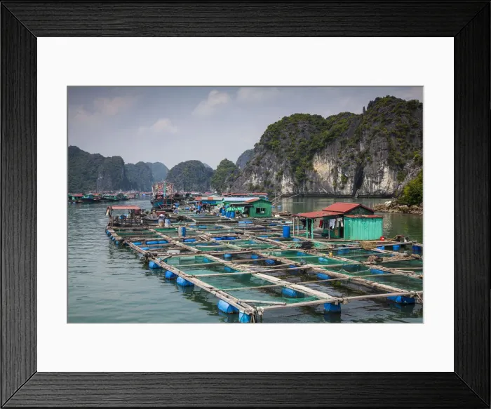 Framed Print : Floating fish farm off Cat Ba Island, Halong Bay, Vietnam Framed Print : Floating fish farm off Cat Ba Island, Halong Bay, Vietnam