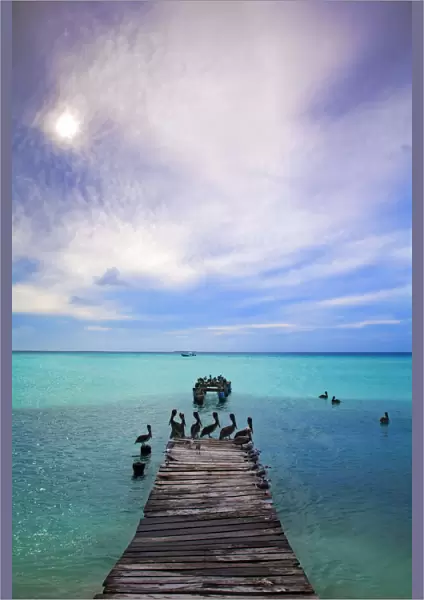 Venezuela, Archipelago Los Roques National Park, Madrisque Island, Pelicans on pier