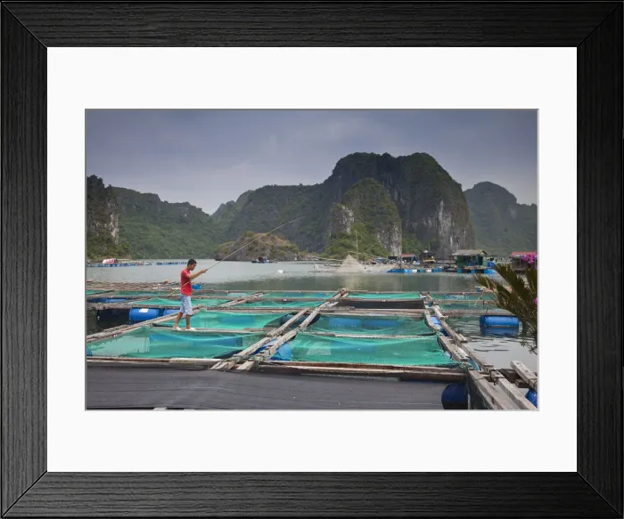 Framed Print : Floating fish farm off Cat Ba Island, Halong Bay, Vietnam Framed Print : Floating fish farm off Cat Ba Island, Halong Bay, Vietnam