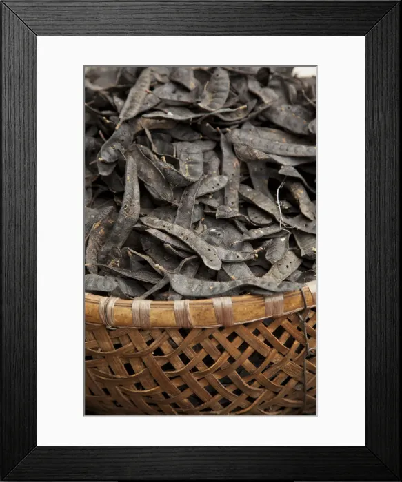 Framed Print : Dried seed pods from the Delonix regia tree, Old Quarter, Hanoi, Vietnam Framed Print : Dried seed pods from the Delonix regia tree, Old Quarter, Hanoi, Vietnam