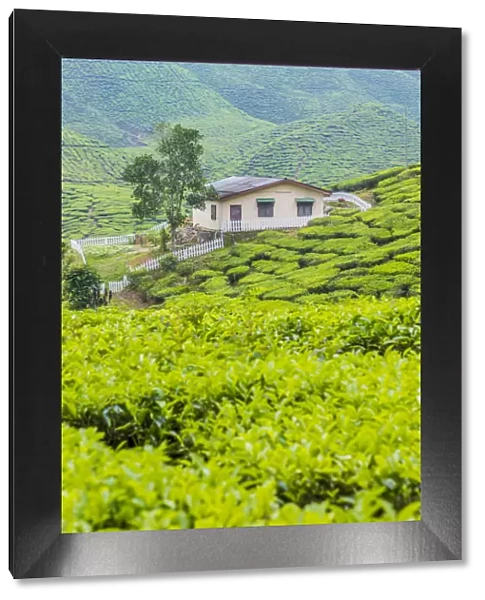 Tea Plantation, Cameron Highlands, Pahang, Malaysia