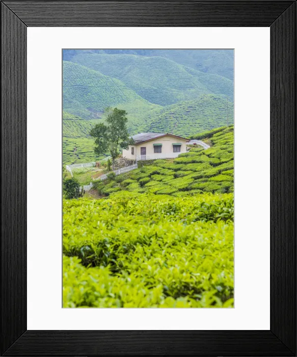 Framed Print : Tea Plantation, Cameron Highlands, Pahang, Malaysia Framed Print : Tea Plantation, Cameron Highlands, Pahang, Malaysia