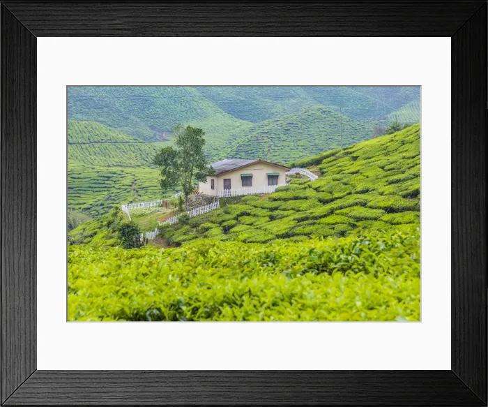 Framed Print : Tea Plantation, Cameron Highlands, Pahang, Malaysia Framed Print : Tea Plantation, Cameron Highlands, Pahang, Malaysia