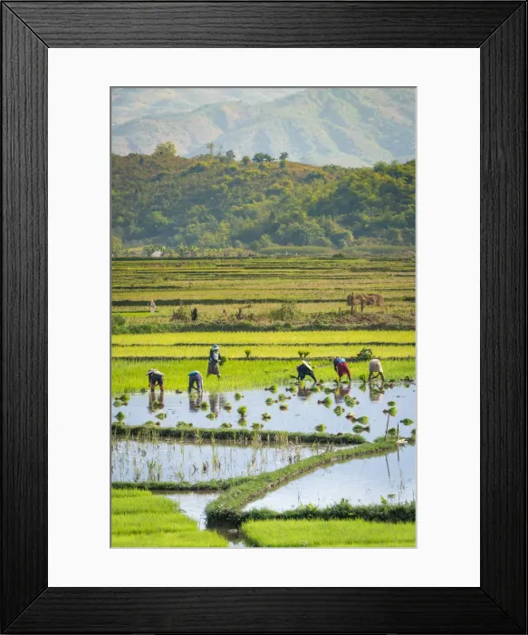 Framed Print : Farmers working on a rice field near Kengtung, Kengtung Township, Kengtung District Framed Print : Farmers working on a rice field near Kengtung, Kengtung Township, Kengtung District