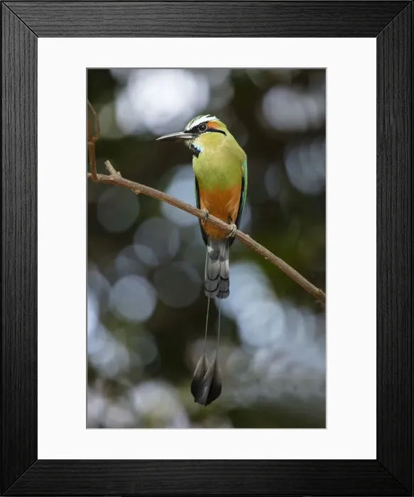 Framed Print : Wildlife, Birds, Turquoise-Browed Motmot (Eumomota superciliosa Framed Print : Wildlife, Birds, Turquoise-Browed Motmot (Eumomota superciliosa