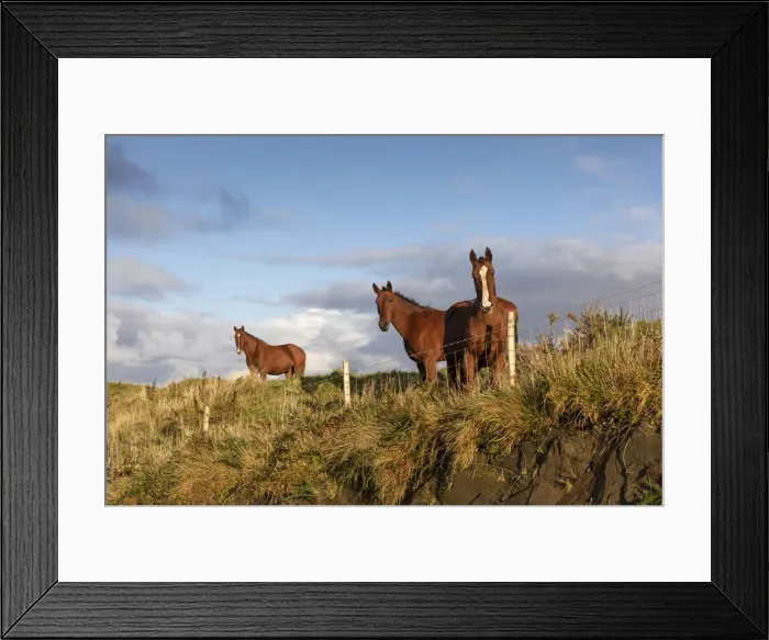 Framed Print : Chestnut horses, County Antrim, Northern Ireland, United Kingdom Framed Print : Chestnut horses, County Antrim, Northern Ireland, United Kingdom