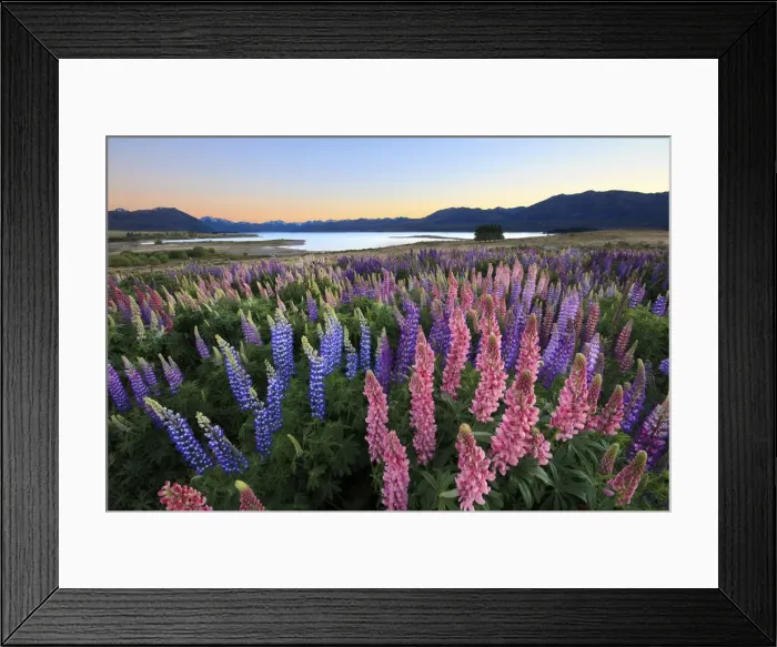 Framed Print : Lupins at Lake Tekapo, Canterbury, New Zealand Framed Print : Lupins at Lake Tekapo, Canterbury, New Zealand