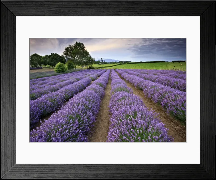 Framed Print : Sunrise at a lavender farm in Te Awamutu, Waikato, New Zealand Framed Print : Sunrise at a lavender farm in Te Awamutu, Waikato, New Zealand