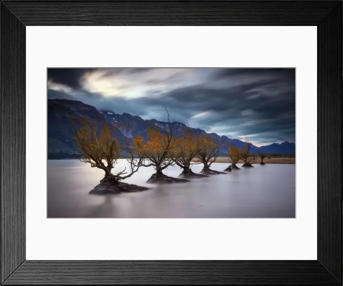 Framed Print : Willows in Lake Wakatipu, Glenorchy, Otago, New Zealand Framed Print : Willows in Lake Wakatipu, Glenorchy, Otago, New Zealand