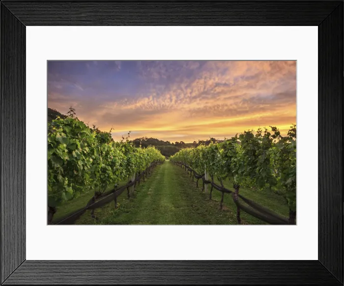 Framed Print : Vineyard sunset, Coromandel Peninsula, New Zealand Framed Print : Vineyard sunset, Coromandel Peninsula, New Zealand
