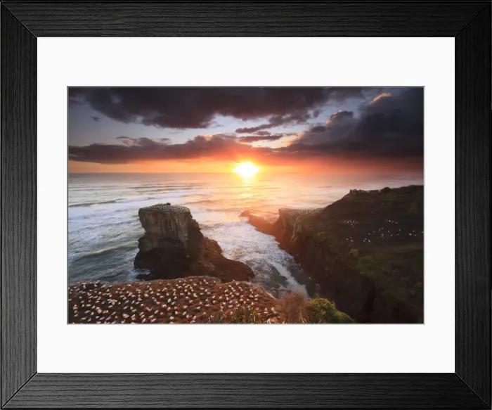 Framed Print : Sunset at Muriwai beach, Auckland, New Zealand Framed Print : Sunset at Muriwai beach, Auckland, New Zealand