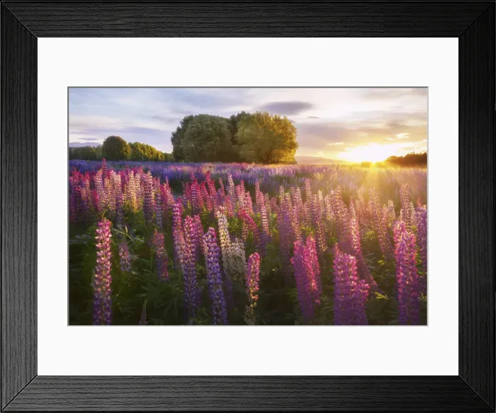 Framed Print : Lupins at Lake Tekapo, Canterbury, New Zealand Framed Print : Lupins at Lake Tekapo, Canterbury, New Zealand