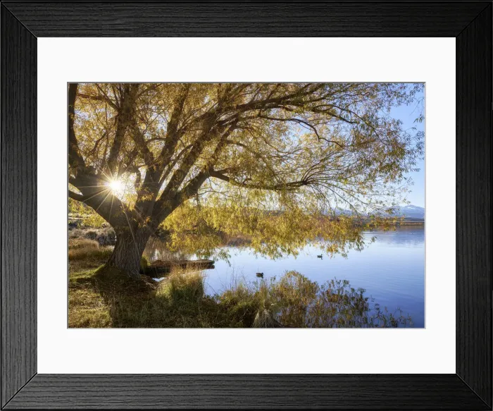 Framed Print : Sun shining through trees at Lake Alexandrina, Canterbury, New Zealand Framed Print : Sun shining through trees at Lake Alexandrina, Canterbury, New Zealand