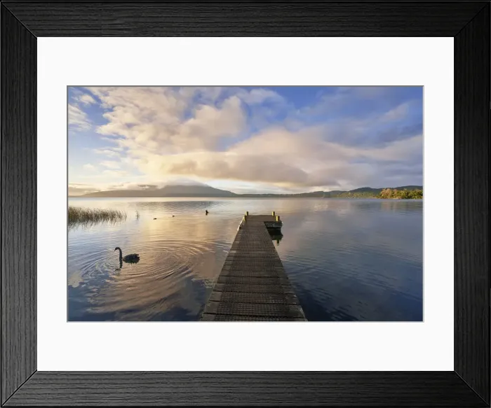 Framed Print : Lake Tarawerea sunrise, Rotorua, New Zealand