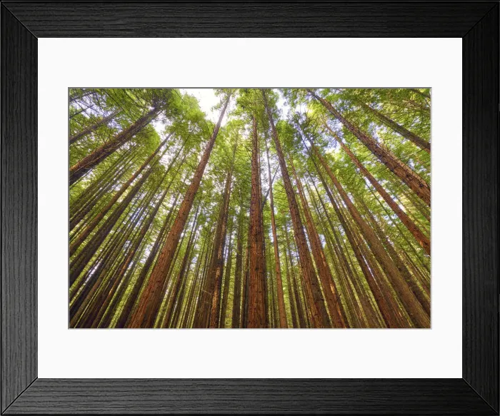 Framed Print : Redwoods, Rotorua, New Zealand Framed Print : Redwoods, Rotorua, New Zealand