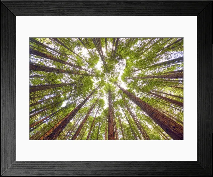 Framed Print : Redwoods, Rotorua, New Zealand Framed Print : Redwoods, Rotorua, New Zealand