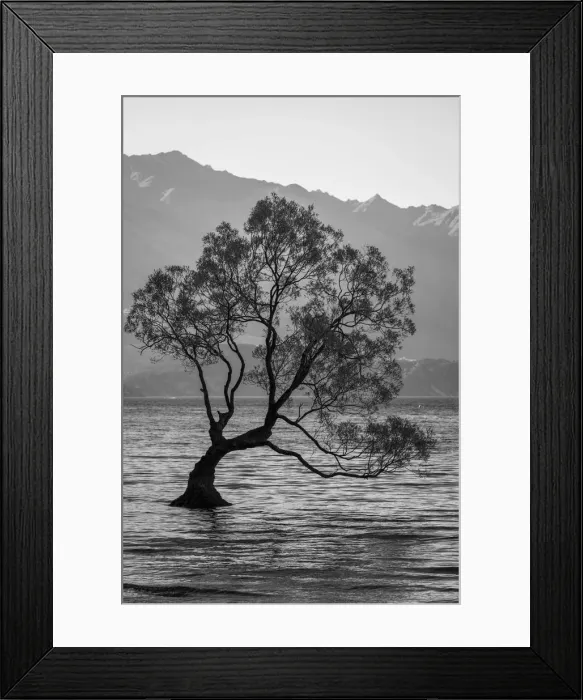 Framed Print : Popular tree in Roys Bay on Wanaka Lake, Wanaka, Queenstown-lakes District, Otago Region Framed Print : Popular tree in Roys Bay on Wanaka Lake, Wanaka, Queenstown-lakes District, Otago Region