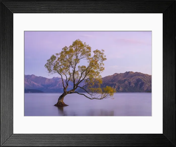 Framed Print : Lone tree in Roys Bay on Wanaka Lake before sunrise, Wanaka, Queenstown-lakes District Framed Print : Lone tree in Roys Bay on Wanaka Lake before sunrise, Wanaka, Queenstown-lakes District