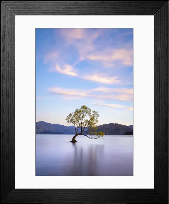 Framed Print : Popular lone tree in Roys Bay on Wanaka Lake against sky at sunrise, Wanaka Framed Print : Popular lone tree in Roys Bay on Wanaka Lake against sky at sunrise, Wanaka